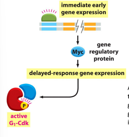 <p>Transcription of G1-cyclin, which activates G1-Cdk, leading to transcription of other genes involved in cell growth and cell division, including G1/S cyclin.</p>