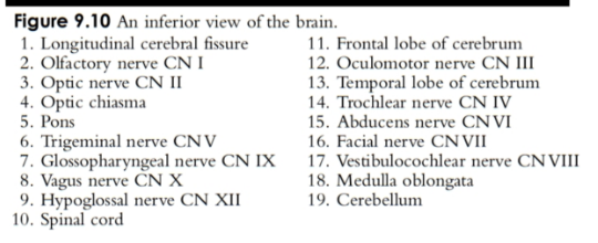 knowt flashcard image