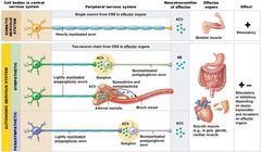 <p>categories of autonomic NS</p><p>parasympathetic- "rest and digest," decreased heart rate, respiratory rate, blood pressure, increased digestive and excretory functions</p><p>acetylcholine signal from CNS, then acetylcholine to effectors</p><p>long presynaptic neuron, short postsynaptic neuron</p><p>PARA LONG PRE</p><p>sympathetic- "fight or flight," increased HR/RR/BP, pupil dilation, deceased digestion, stimulation of adrenal medulla to release epinephrine</p><p>increased brain activity, increased glucose metabolism</p><p>4Fs = flight, fight, fright, fornicate</p><p>acetylcholine signal from CNS, then norepinephrine to effectors</p><p>short presynaptic neuron, long postsynaptic neuron</p><p>increased BP does not imply vasoconstriction</p><p>vasoconstriction- cut off blood to certain organs</p><p>vasodilation- increase blood to certain organs</p><p>happens in both systems to shift blood between GI and muscles/brain</p>