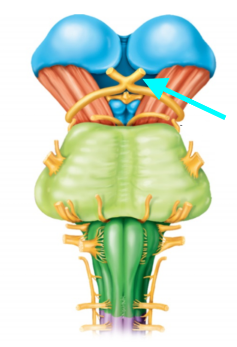 <p>Nerve, number, sensory or motor?</p>