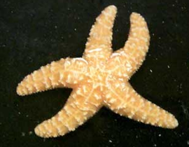 <p>Phylum<br>Class</p>