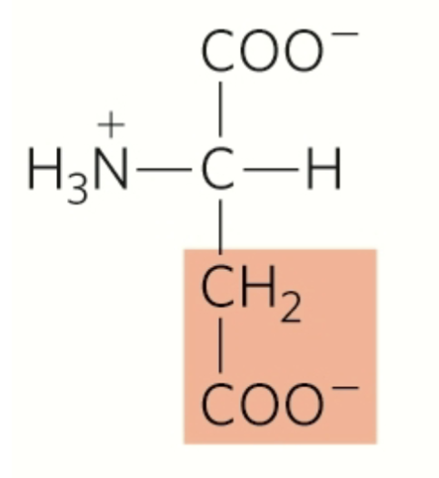 <p>aspartate</p><p>polar</p><p>hydrophilic</p><p>second carboxyl group</p><p>negatively charged r group</p>