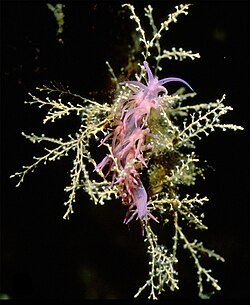 <p>Knob-tipped hydroid</p><p>- Up to 12 cm high</p><p>- High growth rate, maximum population during summer (as lives in temperate areas) and minimal density during winter</p><p>- Form colonies (on average more than 250 polyps per colony)</p>