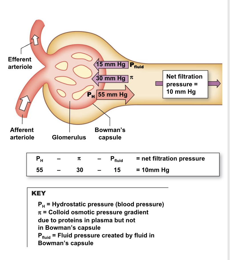 <ul><li><p>filration pressure in the renal corpuscle depends on hydrostatic pressure, and is opposed by colloid osmotic pressure and capsule fluid pressure.</p></li><li><p>if blood pressure is high GFR will increase temporarily</p></li></ul><p></p>