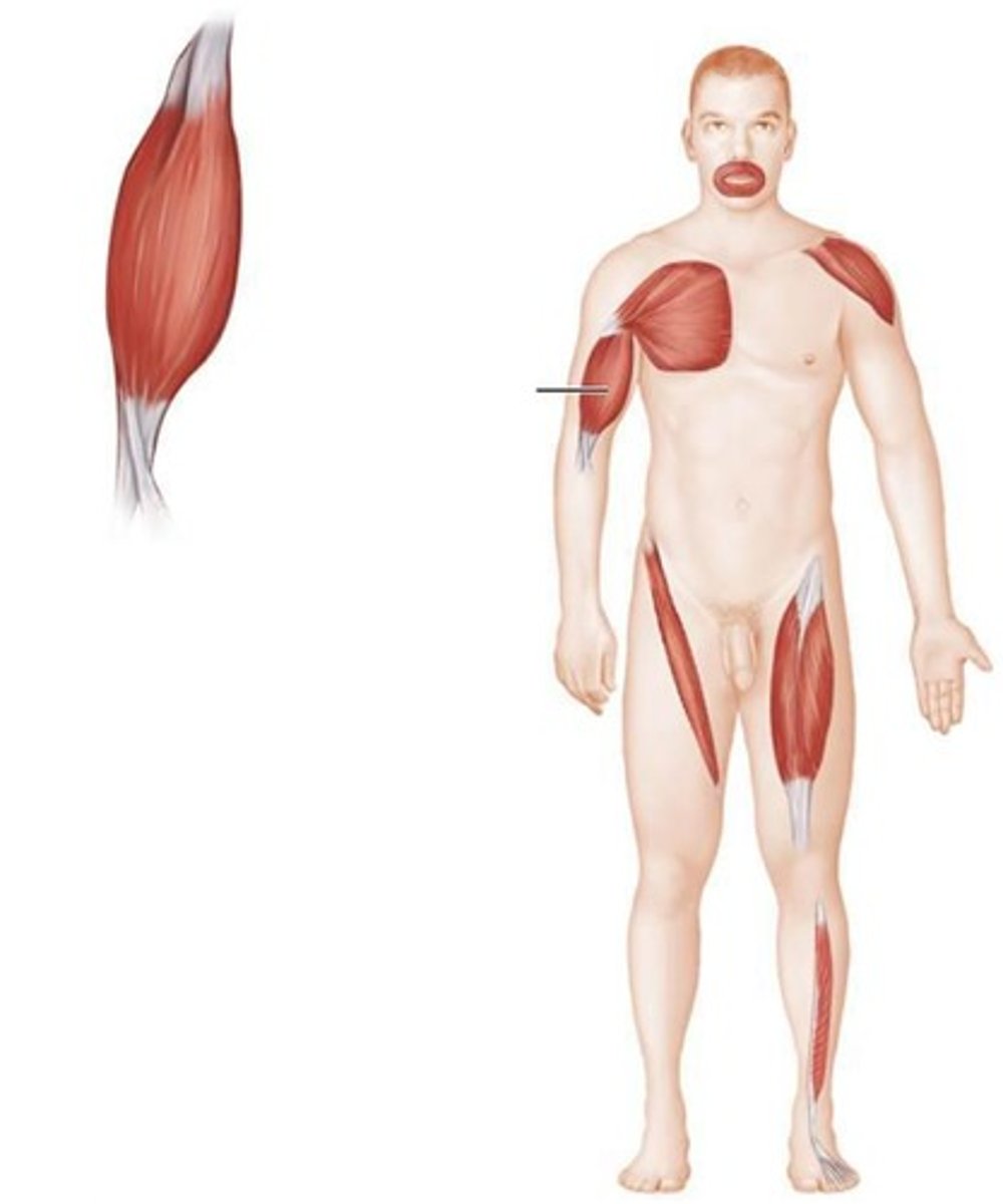 <p>It has the major responsibility for producing a specific movement.</p>
