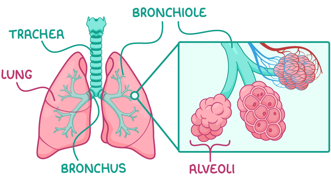 <ul><li><p>Surrounding the alveoli is an extensive network of capillaries </p></li><li><p>Oxygen travels from inside the alveoli into erythrocytes (RBC’s) containg haemoglobin</p></li><li><p>Oxygen is carried by erythrocytes to body cells where it is used for respiration which produces carbon dioxide as a waste product into the blood </p></li><li><p>From the blood in the capillaries carbon dioxide is exchanged into the alveoli and into the bronchioles, bronchus, trachea and then outside from the mouth/nose into the air</p></li></ul><p></p>