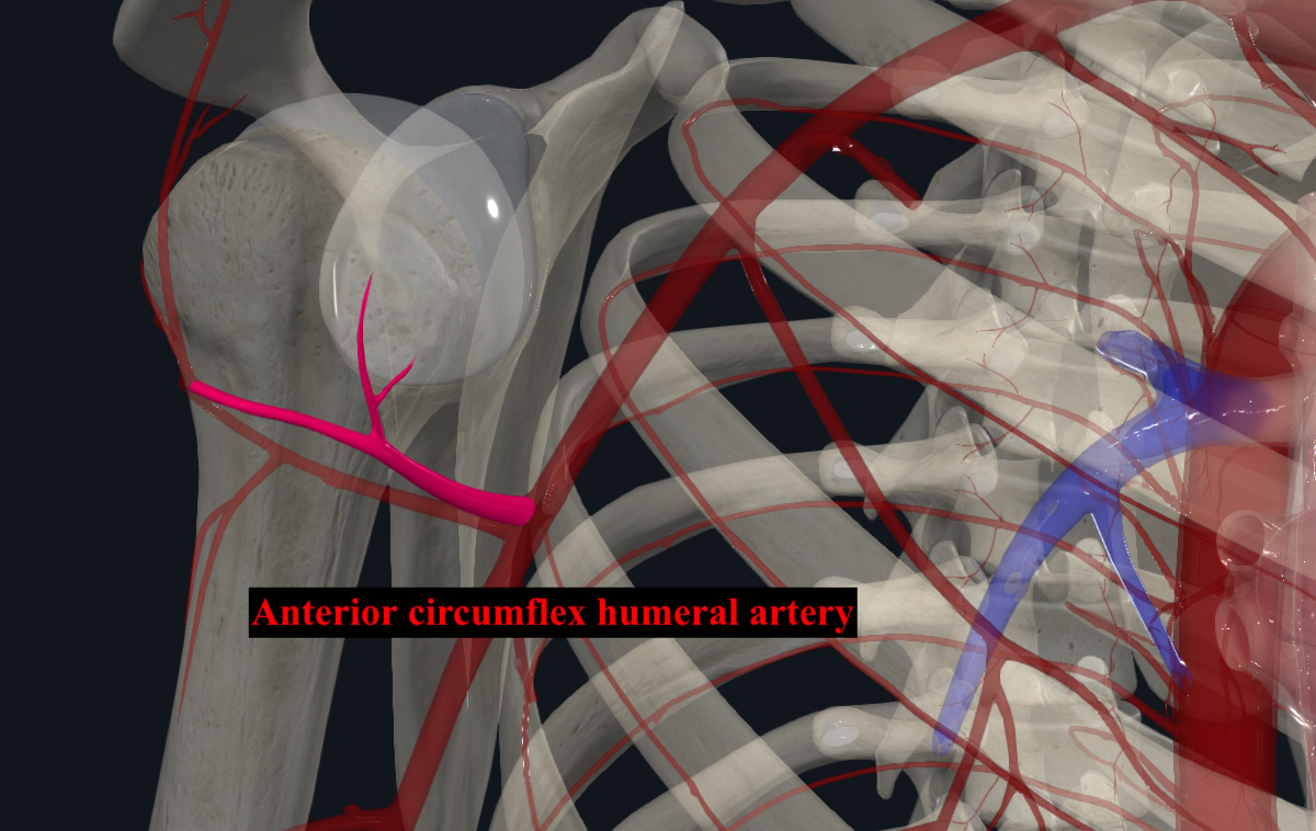 <p>move anteriorly to the surgical neck of humerus</p>