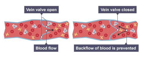 <p>Why do veins have valves and what do they do?</p>