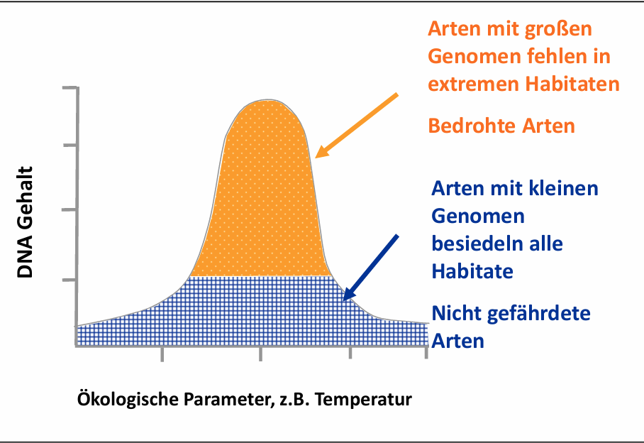 <ul><li><p><span>Euploidie: Änderung Anzahl der Chromosomensätze</span></p></li><li><p><span>Aneuploidie: Änderung der Anzahl einzelner Chromosomen</span></p></li><li><p><span>Gestörte Verteilung der Chromatiden auf Tochterzellen bei Kernteilung</span></p></li><li><p><span>Polyploidie: Vervielfachung Chromosomensätze durch unreduzierte Gameten (Autopolyploidie: mehrere Chromosomensätze der gleichen Art, Allopolyploidie: verschiedene Arten)</span></p></li><li><p><span>Effekt: Variation in DANN Gehalt, Chromosomengröße und Genomgröße</span></p></li></ul><p></p>