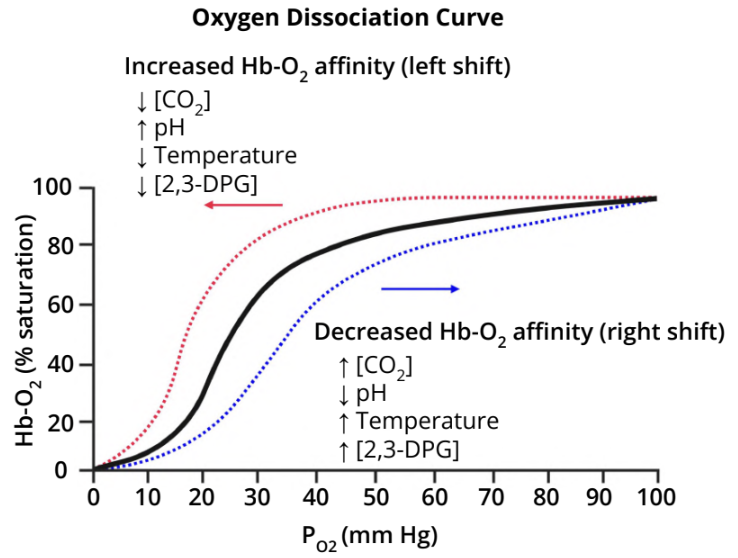 <p>What is the "Right Shift" in the oxygen-hemoglobin dissociation curve and when does it occur?</p>