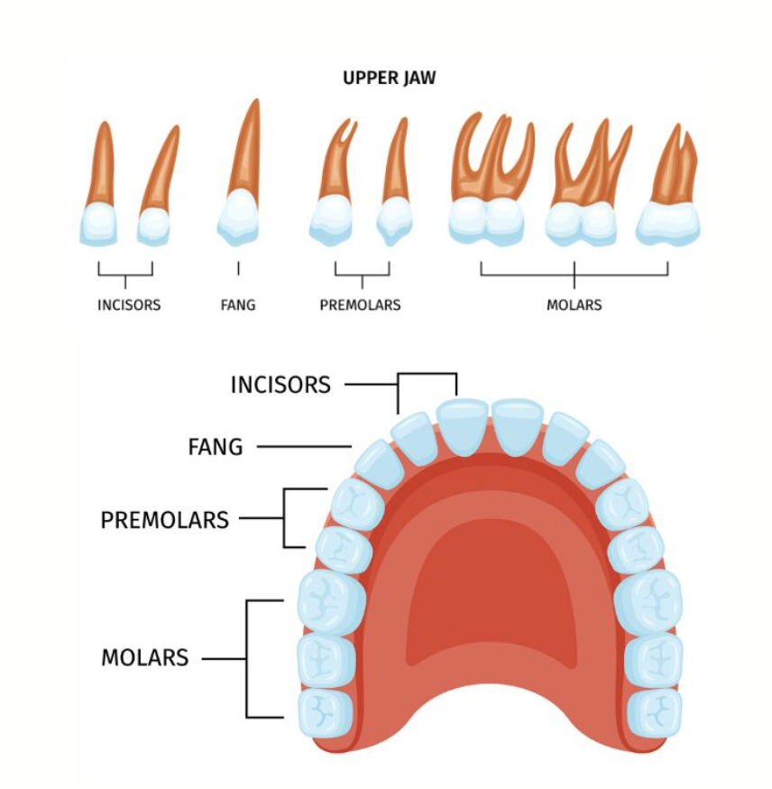<p>where are the upper teeth located?</p>