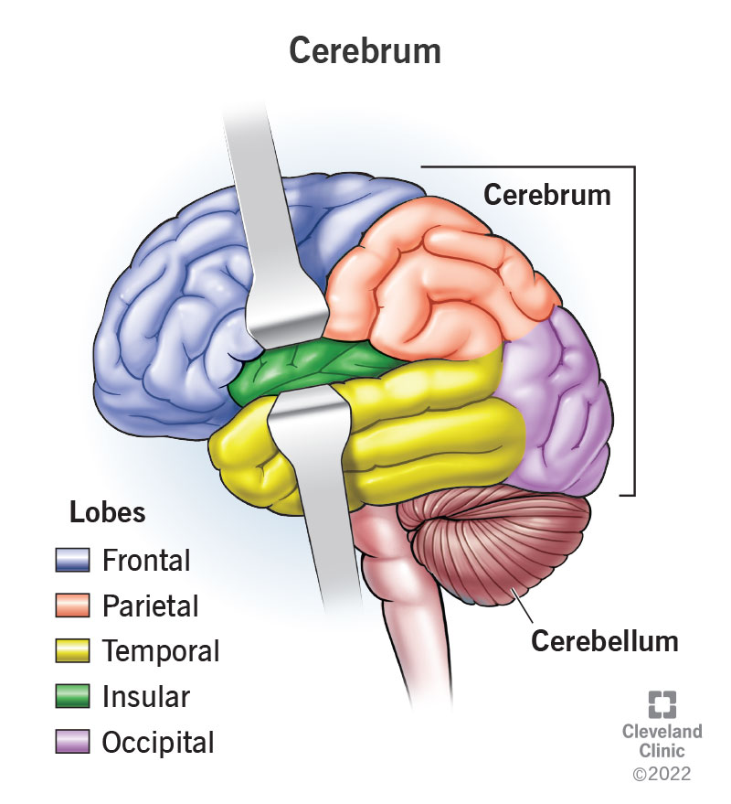 <p><strong>Cerebellum</strong></p>