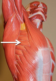 <p>Muscle, Action. Perform the action on your own body</p>