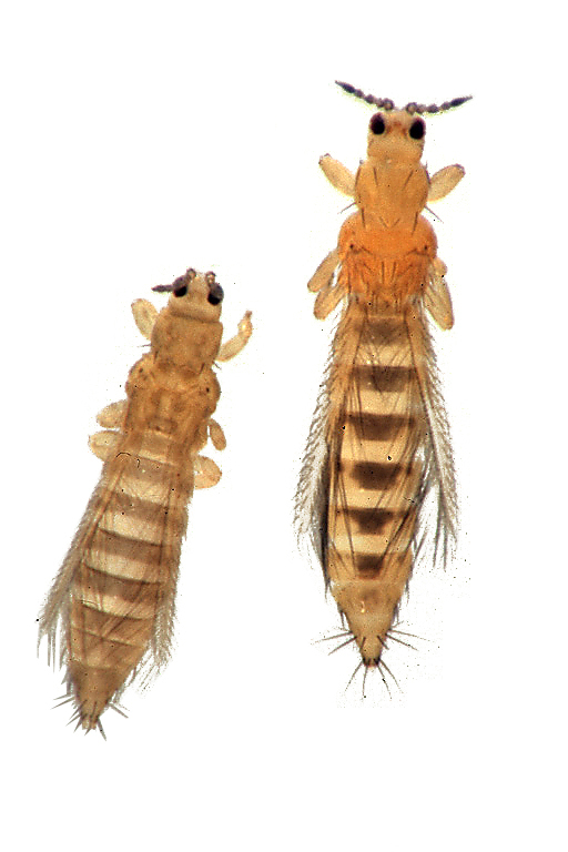 <p>what order are these insects found in?</p>