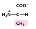 <p>Ala</p><p>A</p><p>pKa Values = 2 (-COOH), 9(-NH3 +) </p>