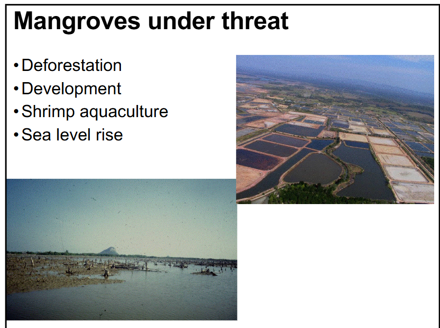 <p>-deforestation and development</p><p>-shrimp aquaculture (and other aquaculture facilities that are close to marine ecosystems)</p><p>-sea level rise</p>