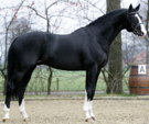 <p>welk type paard is dit</p>