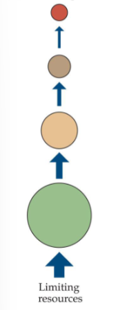 <p>one view on what controls energy flow in an ecosystem</p><p>the abundance of a population is <u>limited by nutrient supply </u>or availability of food </p><p>e.g. red colobus monkeys in Uganda; habitat fragments with less food had fewer monkeys</p><p>e.g. Steller sea lion populations declined because diet changed from mostly herring to mostly cod and pollock, which contain less than half the nutrients of herring (junk food hypothesis)</p>