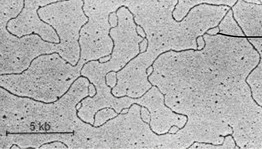 <p>This organisms belongs to which domain life?</p><p>How do you know?</p>