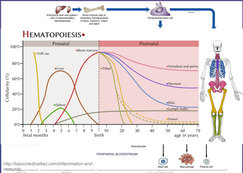 <p>Trước sinh:túi noãn hoàng→gan→lách→tủy xương</p><p>Sau sinh:xét về tỉ trọng:xương sống, chậu→ức→sườn→hạch lympho→đùi→chày</p><p>Trong đó xương chày và đùi sẽ dừng tạo máu khi trưởng thành</p>