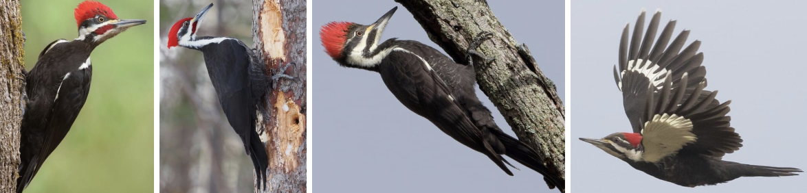 <ul><li><p><span style="background-color: transparent;"><strong>Habitat:</strong> live in nearly every type of mature deciduous and mixed deciduous-coniferous woodlands- tall western hemlock stands, beech and maple forests, cypress swamps, also younger forests with scattered large dead trees or a supply of decaying downed wood, also suburban areas with large trees and patches of woodland</span><span>&nbsp;</span></p></li><li><p><span style="background-color: transparent;"><strong>Diet:</strong> primarily carpenter ants, supplemented by other ants, woodboring beetle larvae, termites, and other insects, also wild fruits and nuts- greenbrier, hackberry, blackberries, etc.</span></p></li><li><p><span style="background-color: transparent;"><strong>Characteristics:</strong> </span><span>very large</span><span style="background-color: transparent;">, straight-backed posture (lean away tree limbs onto tail feathers), mostly solid black with massive white patches on underside of wings, black and white striping on face, </span><span>red cresting</span><span style="background-color: transparent;"> (males more than females), triangular chest, long neck, long chisel-like bill about length of head</span></p></li></ul><p></p>