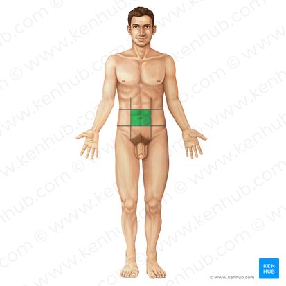<p>What abdominal region is this?</p>