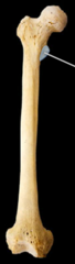 <p>Identify</p>
