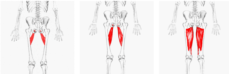 <p>Where does adductor longus lie relative to adductor brevis and adductor magnus?</p>