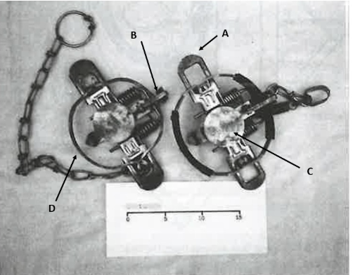 <p>What part is labeled D?</p>