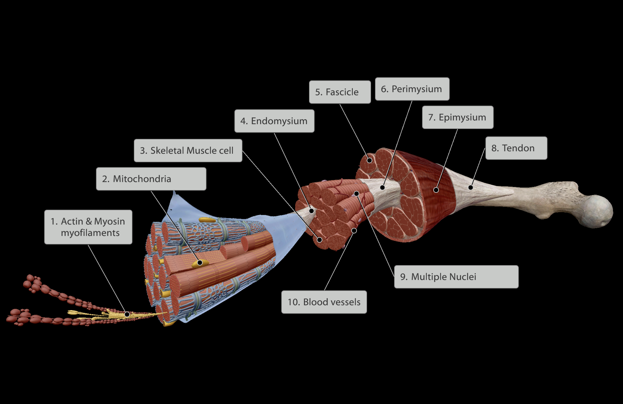 <p>Levels of the Muscle Belly (Inner to Outer):</p><ol><li><p><strong><em>Actin &amp; Myosin myofilaments</em></strong> within skeletal muscle cell</p></li><li><p><strong><em>Skeletal Muscle cell/skeletal muscle fibre</em></strong></p></li><li><p><strong><em>Endomysium</em></strong> - Connective tissue surrounding skeletal muscle cell</p></li><li><p><strong><em>Fascicle</em></strong> - Groups of skeletal muscle cells each wrapped in endomysium</p></li><li><p><strong><em>Perimysium</em></strong> - Connective tissue surrounding each fascicle</p></li><li><p><strong><em>Epimysium</em></strong> - Connective tissue surrounding all fascicles in muscle belly</p></li><li><p><strong><em>Tendon</em></strong> - Joining point of all inner connective tissue (endomysium, perimysium, epimysium) that links muscle to bone.</p><p>a. Dense fibrous regular connective tissue.</p><p>b. Links muscle directly into bone</p></li></ol><p></p><p><strong><em><u><mark data-color="blue" style="background-color: blue; color: inherit;">All muscle is highly vascularised, however the tendons at the end of muscles have less blood supply.</mark></u></em></strong></p>