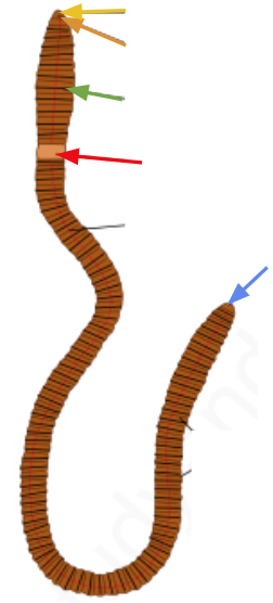 <p>What view of an Earthworm is this? Name the structures</p>