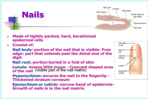 <ul><li><p>Nails are scale-like modifications of the epidermis</p></li><li><p>Nail is horn-like covering of dorsal tips of fingers and toes</p></li><li><p>Fingernails and toenails are composed of dead cells impregnated with a tough protective protein called keratin </p></li><li><p>Nails grow 1/8 inch per month</p></li><li><p>Function of nails:</p><ul><li><p>Protect ends of digits from trauma</p></li><li><p>For grasping and manipulating objects, especially small objects</p></li><li><p>For scratching</p></li></ul></li></ul><p></p>