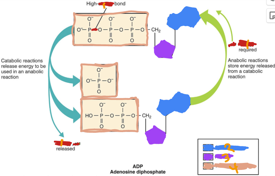<p>Label the ingredients used to create ATP and adp as well as their excess</p>