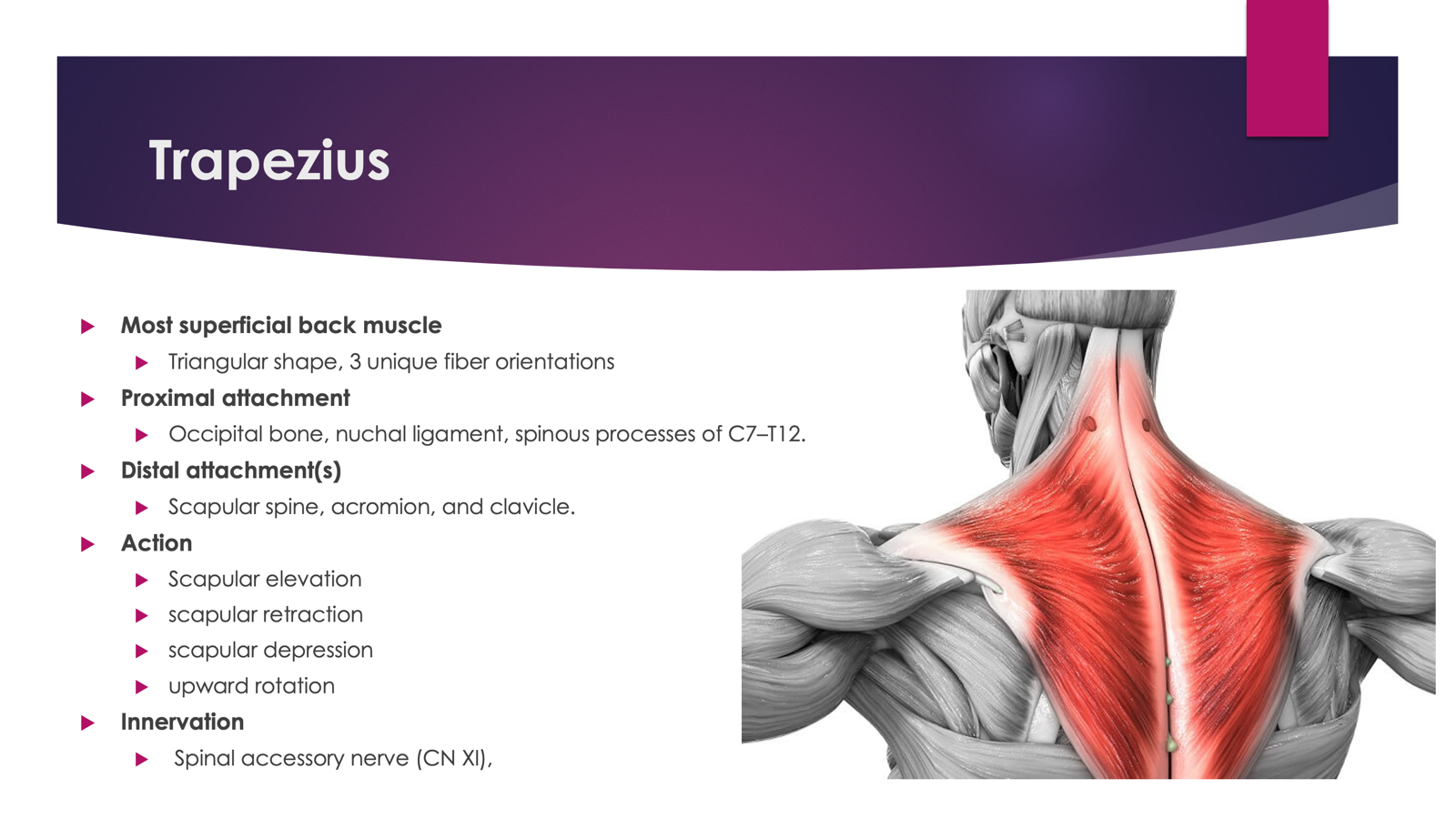 <p>Innerverted by <strong>Spinal Accessory Nerve (CN XI)</strong></p><p></p><p>Action: <strong>Elevates, retracts, depresses, and upwardly rotates scapula. </strong></p>