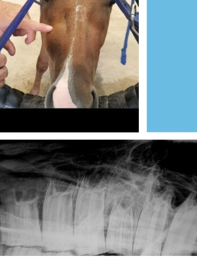 <p><span style="background-color: transparent; font-family: "Times New Roman", serif;">Painful infection of cheek tooth root</span></p><ul><li><p><span style="background-color: transparent; font-family: "Times New Roman", serif;">Can destroy maxillary bone</span></p></li><li><p><span style="background-color: transparent; font-family: "Times New Roman", serif;">Classic signs</span></p><ul><li><p><span style="background-color: transparent; font-family: "Times New Roman", serif;">Halitosis: bad breath</span></p></li><li><p><span style="background-color: transparent; font-family: "Times New Roman", serif;">Nasal discharge: due to cheek teeth root interaction with paranasal sinuses</span></p></li><li><p><span style="background-color: transparent; font-family: "Times New Roman", serif;">Swelling on bridge of nose or mandible</span></p></li><li><p><span style="background-color: transparent; font-family: "Times New Roman", serif;">Possible draining tract where infection has progressed and exits the skin</span></p></li></ul></li></ul><p></p>