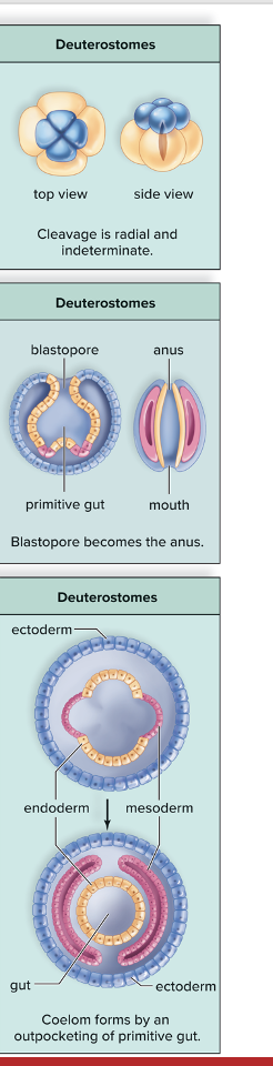 <p></p><ul><li><p>domain eukarya</p></li><li><p>supergroup: opisthokonta</p></li><li><p>kingdom: animalia</p></li><li><p>phylum of eumetazoa</p></li><li><p>includes echinoderms and chordates</p></li></ul><p></p>