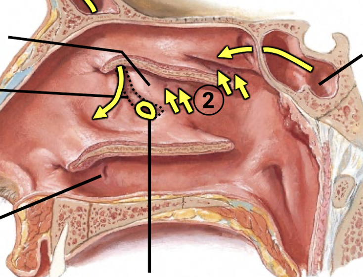 <p>Know the ostia of the paranasal sinuses. The frontal sinus is not labeled but know its openings as well.</p>