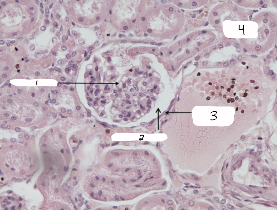 <p>what is this a sample of?</p>