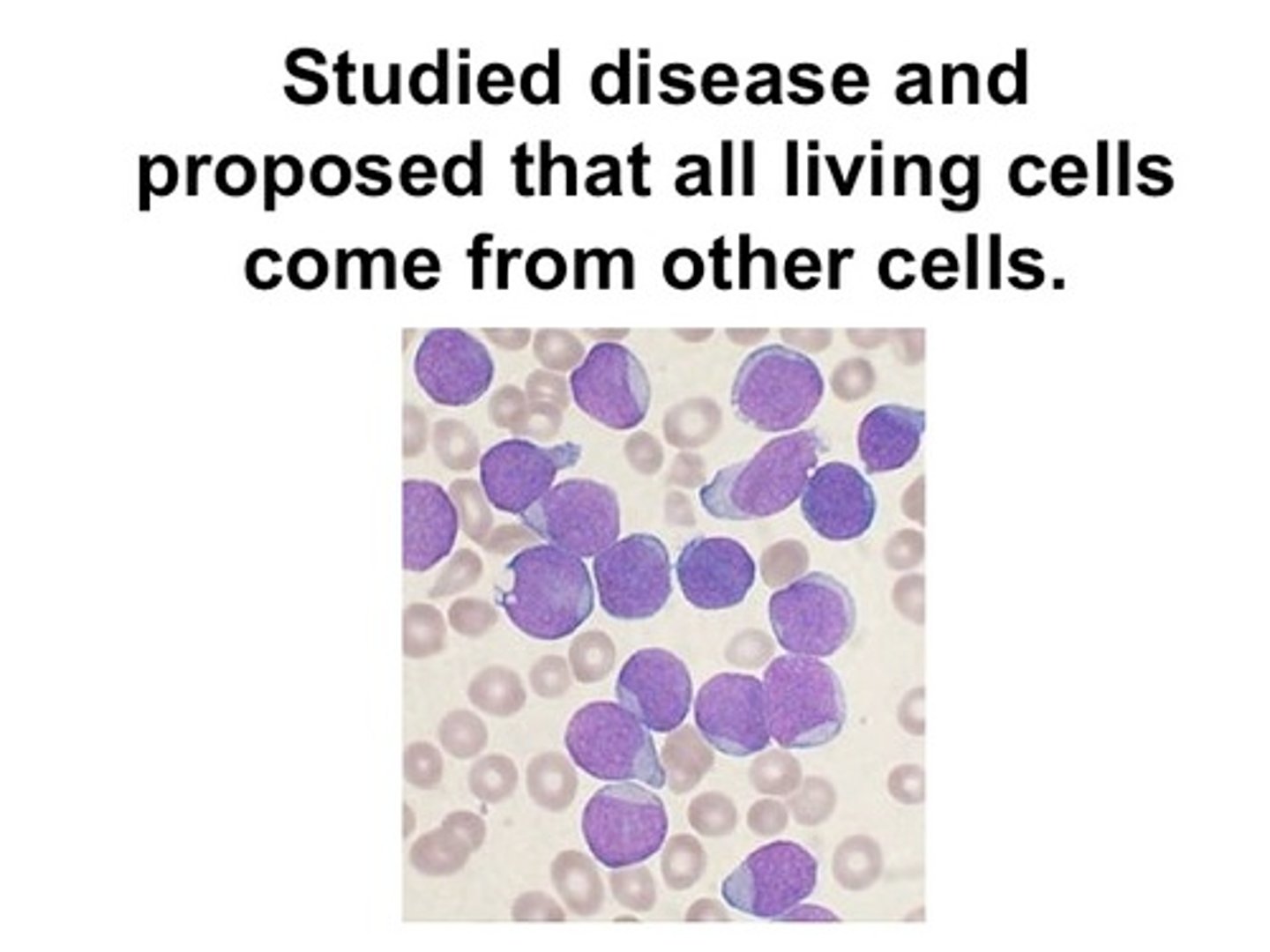 <p>He created the theory of biogenesis to counteract spontaneous generation.</p>