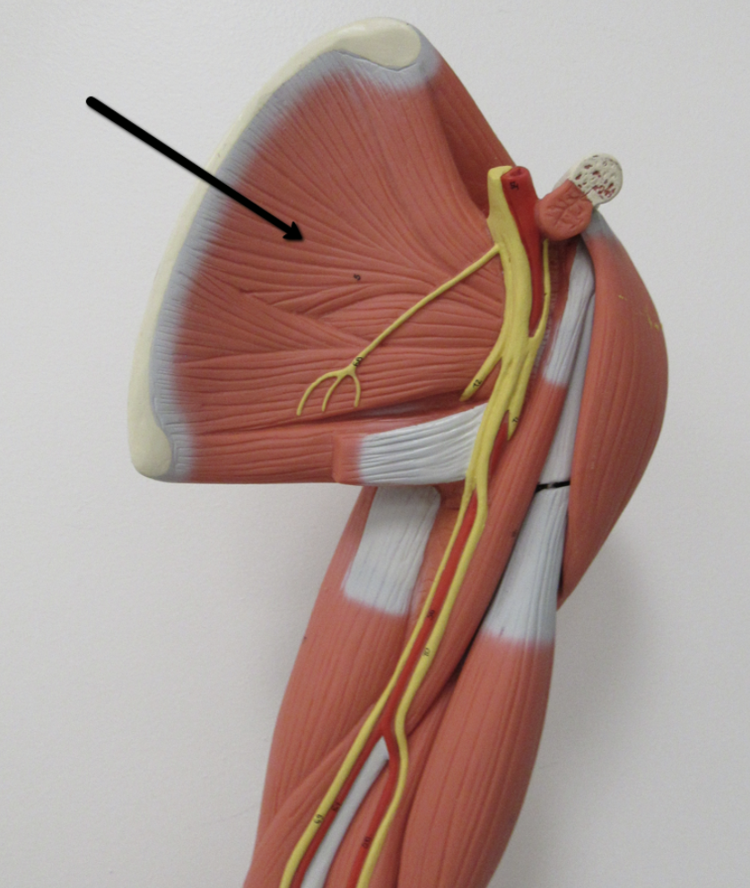 <p>Identify the muscle indicated by the pointer.</p>
