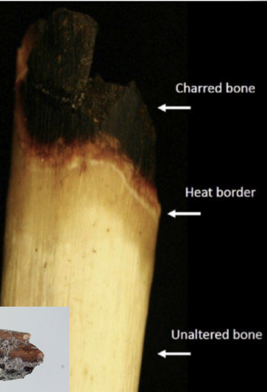 <p>cremation or burning can char or burn the bone</p><ul><li><p>level of char is impacted by…</p><ul><li><p>fleshed or de-fleshed bone</p></li><li><p>temperature/duration of the fire </p></li></ul></li></ul><p></p>