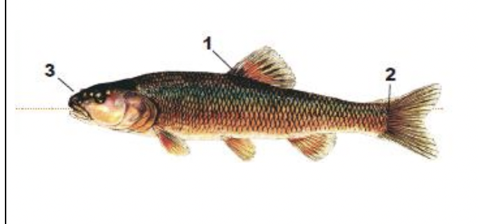 <p>1) large black spot at front of dorsal fin base</p><p>2) black caudal spot</p><p>3) black stripe along side around snout and onto upper lip</p>
