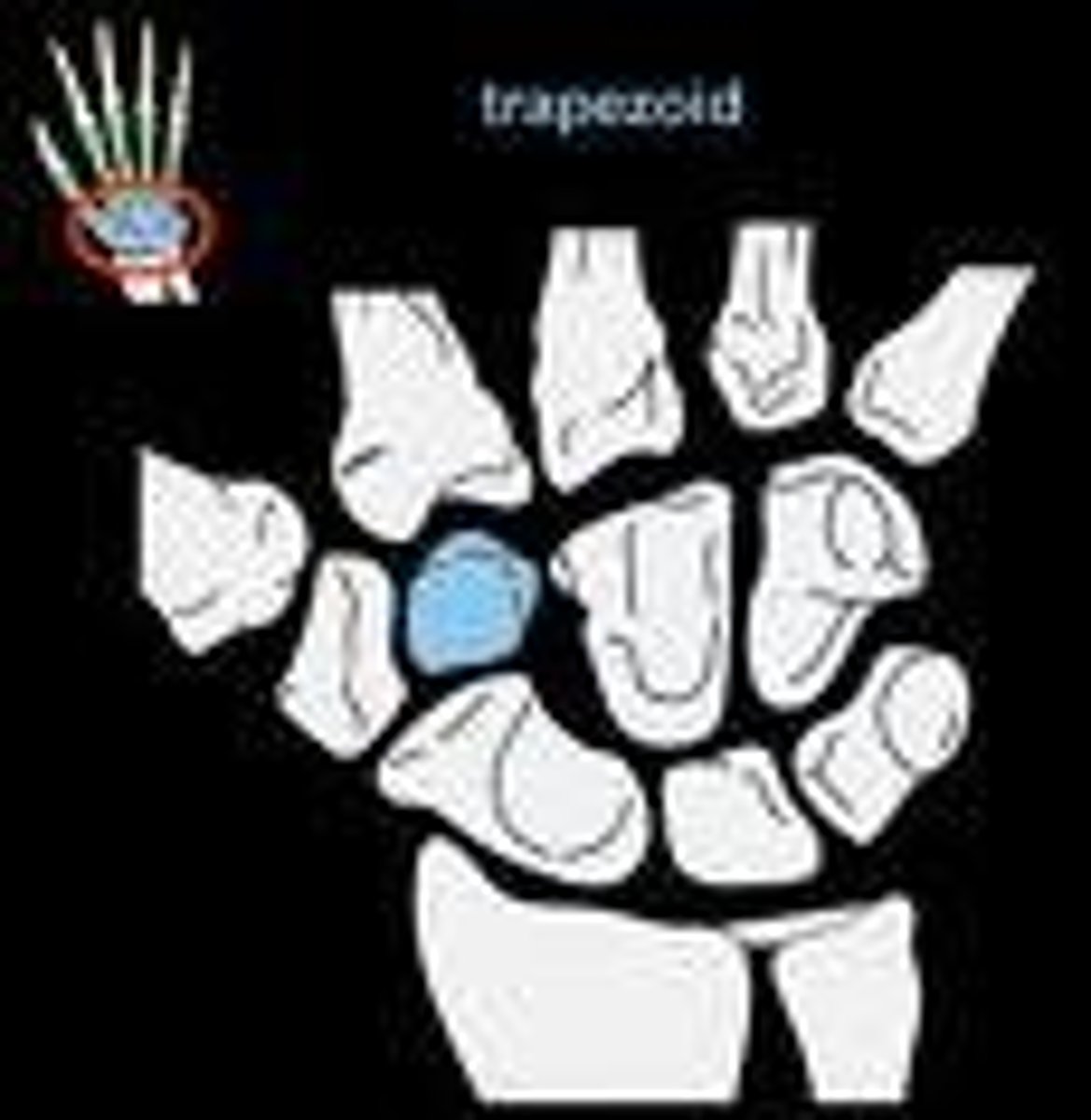 <p>- Next to the Trapezium</p><p>- "They"</p>