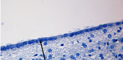 <p>Slide 32</p>