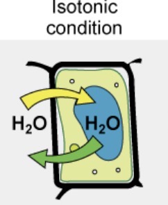 <p>Equal water concentration, no net movement flaccid</p>