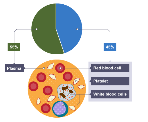 <p>What is blood?</p>