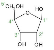 <p>Does this image show DNA or RNA? Why?</p>