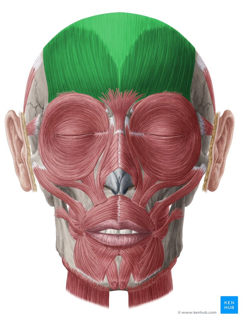 <p>Muscle?</p>