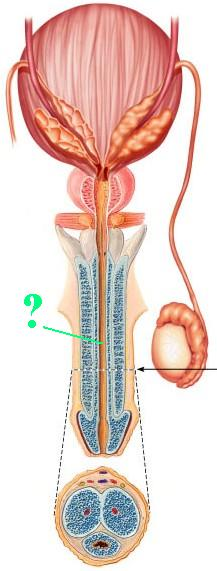 <p><span>Identify the indicated structure.</span></p>