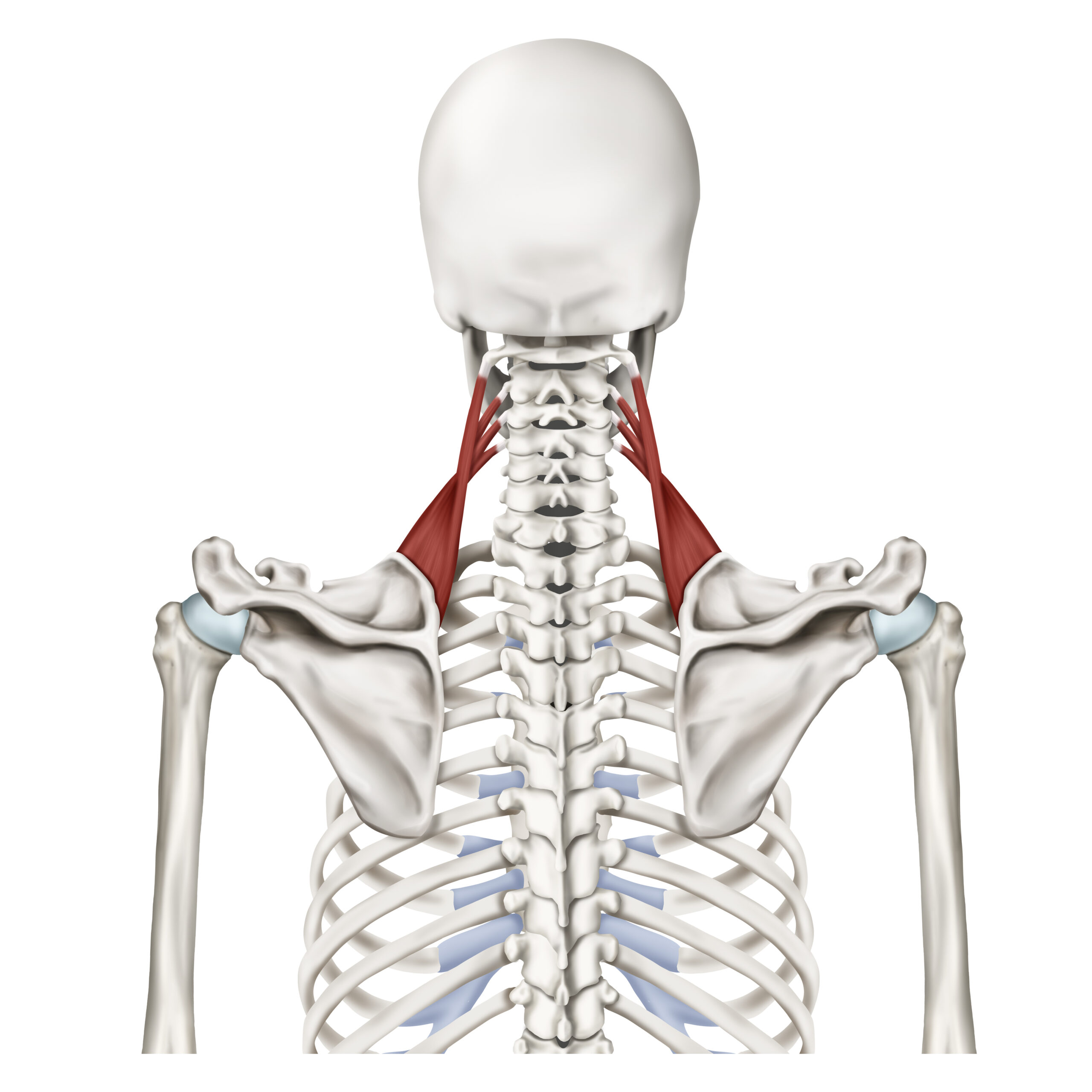 <p>Name the muscle!</p>